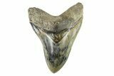 Serrated, Fossil Megalodon Tooth - Indonesia #279229-1